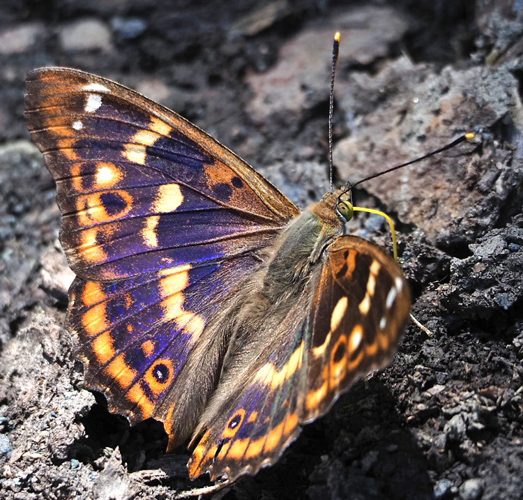 Kleiner Schillerfalter, Apatura ilia